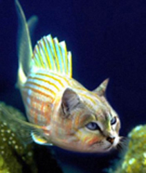 Cat Fish Funny Picture